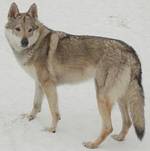 Perro Lobo Checo.  Ch. Arimminum Lada. Perro Lobo Checo.  Ch. Arimminum Lada.