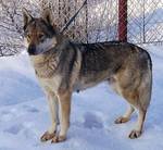 Perro Lobo Checo.  Ch. Dia Kollárov Dvor.
