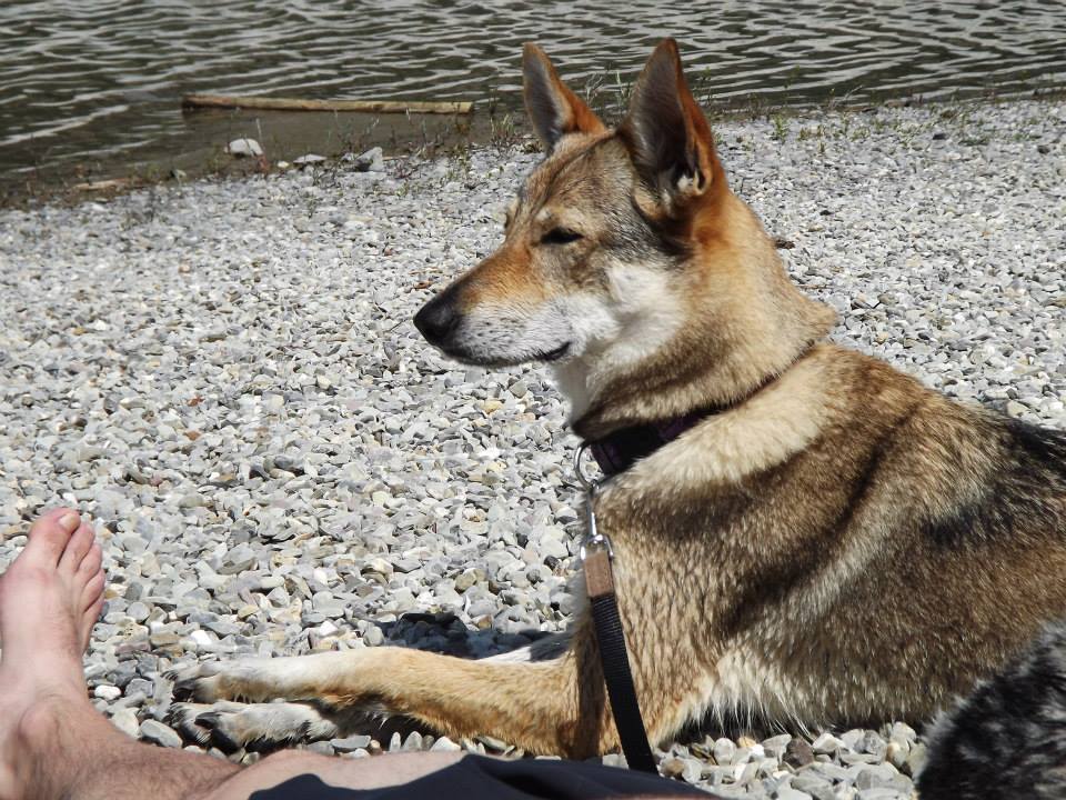 Perro Lobo Checo. Perro Lobo Checo.