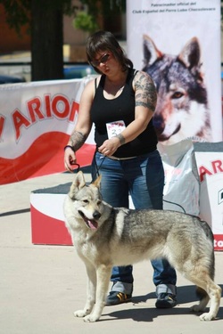 Perro Lobo Checo. Ch. VERRINE Z PERONOWKI. Perro Lobo Checo. Ch. VERRINE Z PERONOWKI.