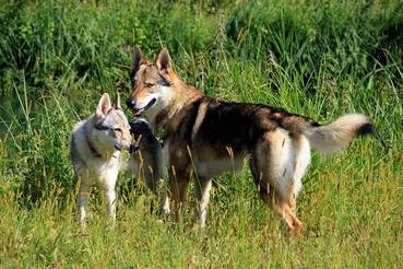 Perro Lobo Checo. Perro Lobo Checo.