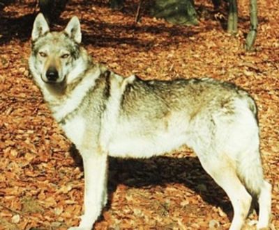 Perro Lobo Checo.  Ch. Omar Z Krotkovského Dvora Cs.