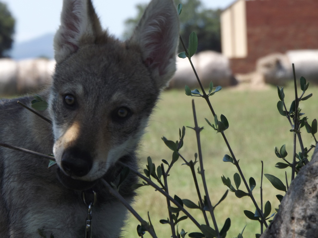 Perro Lobo Checo. Perro Lobo Checo.