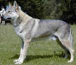 Perro Lobo Checo.  Ch. Azor Od Poluchov. Perro Lobo Checo.  Ch. Azor Od Poluchov.