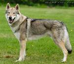 Perro Lobo Checo. Amore Mio Srdcervác. Perro Lobo Checo. Amore Mio Srdcervác.