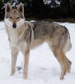 Perro Lobo Checo. Cirsé Arqeva. Perro Lobo Checo. Cirsé Arqeva.