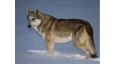 Perro Lobo Checo. Ch. Elbow Zo Sennej. Perro Lobo Checo. Ch. Elbow Zo Sennej.