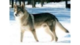 Perro Lobo Checo. Induk Passo Del Lupo. Perro Lobo Checo. Induk Passo Del Lupo.