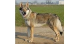 Perro Lobo Checo.  Ch. Arimminum Namanaslù. Perro Lobo Checo.  Ch. Arimminum Namanaslù.
