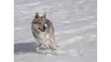 Perro Lobo Checo. Perro Lobo Checo.