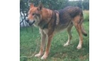 Perro Lobo Checo.  Ch. Tambury Z Rosíkova.