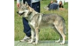 Perro Lobo Checo. Ch. Dak Z Rosíkova. Perro Lobo Checo. Ch. Dak Z Rosíkova.