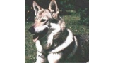 Perro Lobo Checo. Ch. Aras Z Jundrovského Boru Cs. Perro Lobo Checo. Ch. Aras Z Jundrovského Boru Cs.