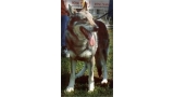 Perro Lobo Checo. Ch. Alfa Des Mille Vallées. Perro Lobo Checo. Ch. Alfa Des Mille Vallées.
