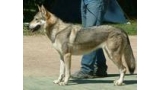 Perro Lobo Checo. Ch. Askia Slnecny Dvor. Perro Lobo Checo. Ch. Askia Slnecny Dvor.
