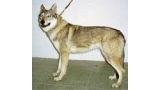 Perro Lobo Checo. Ch. Aragorn Potomok Vlkov. Perro Lobo Checo. Ch. Aragorn Potomok Vlkov.
