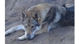 Perro Lobo Checo. Cosmo Daniel Elite Jupiter.