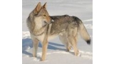 Perro Lobo Checo. Eligo Z Peronówki.