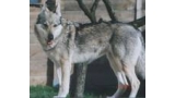 Perro Lobo Checo. Ch. Gerda Z Rofa. Perro Lobo Checo. Ch. Gerda Z Rofa.
