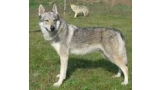 Perro Lobo Checo. Ch. Zlatá Palz Falin. Perro Lobo Checo. Ch. Zlatá Palz Falin.