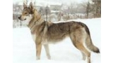 Perro Lobo Checo. Ch. Miña Ruskov Dvor Cs. Perro Lobo Checo. Ch. Miña Ruskov Dvor Cs.