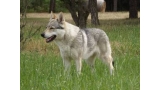 Perro Lobo Checo.  Ch. VERRINE Z PERONOWKI.
