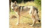 Perro Lobo Checo. Ch. Hero Z Rofa. Perro Lobo Checo. Ch. Hero Z Rofa.