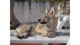 Perro Lobo Checo. Irkan Blaidd De La Gretosa. Perro Lobo Checo. Irkan Blaidd De La Gretosa.
