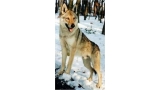 Perro Lobo Checo. Ch. Arne Z Mesta Henbrstajnu. Perro Lobo Checo. Ch. Arne Z Mesta Henbrstajnu.