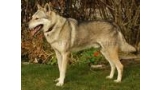 Perro Lobo Checo. Ch. Carr Maly Bysterec. Perro Lobo Checo. Ch. Carr Maly Bysterec.