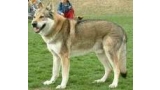 Perro Lobo Checo. Ch. Brix Ekar Cs. Perro Lobo Checo. Ch. Brix Ekar Cs.