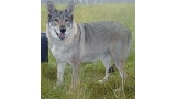 Perro Lobo Checo. Ch. Heriet Z Holické Pláne Cs. Perro Lobo Checo. Ch. Heriet Z Holické Pláne Cs.