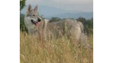 Perro Lobo Checo. Arimminum Zena.