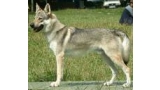 Perro Lobo Checo. Ch. Baron Spod Dumbiera. Perro Lobo Checo. Ch. Baron Spod Dumbiera.