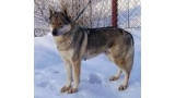 Perro Lobo Checo. Ch. Dia Kollárov Dvor. Perro Lobo Checo. Ch. Dia Kollárov Dvor.