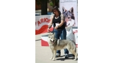 Perro Lobo Checo.  Ch. VERRINE Z PERONOWKI.