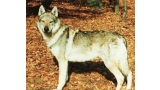 Perro Lobo Checo. Ch. Omar Z Krotkovského Dvora Cs. Perro Lobo Checo. Ch. Omar Z Krotkovského Dvora Cs.