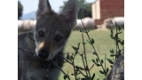 Perro Lobo Checo. Perro Lobo Checo.
