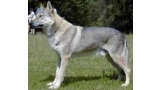 Perro Lobo Checo. Ch. Azor Od Poluchov. Perro Lobo Checo. Ch. Azor Od Poluchov.
