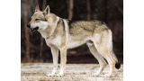 Perro Lobo Checo. Ch. Amur Z Dáblova Kanonu Cs. Perro Lobo Checo. Ch. Amur Z Dáblova Kanonu Cs.