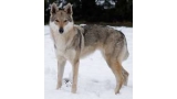 Perro Lobo Checo. Cirsé Arqeva. Perro Lobo Checo. Cirsé Arqeva.