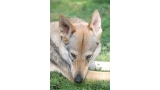 Perro Lobo Checo. Perro Lobo Checo.