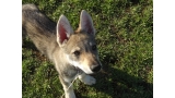 Perro Lobo Checo. Perro Lobo Checo.
