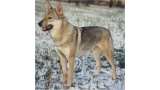 Perro Lobo Checo. Ch. Dina Z Banisá Cs. Perro Lobo Checo. Ch. Dina Z Banisá Cs.
