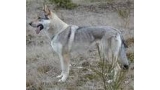 Perro Lobo Checo. Ch. Ajbix Mrazivé Ticho. Perro Lobo Checo. Ch. Ajbix Mrazivé Ticho.