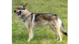 Perro Lobo Checo. Ch. Ajsa Dar Prírody Cs. Perro Lobo Checo. Ch. Ajsa Dar Prírody Cs.