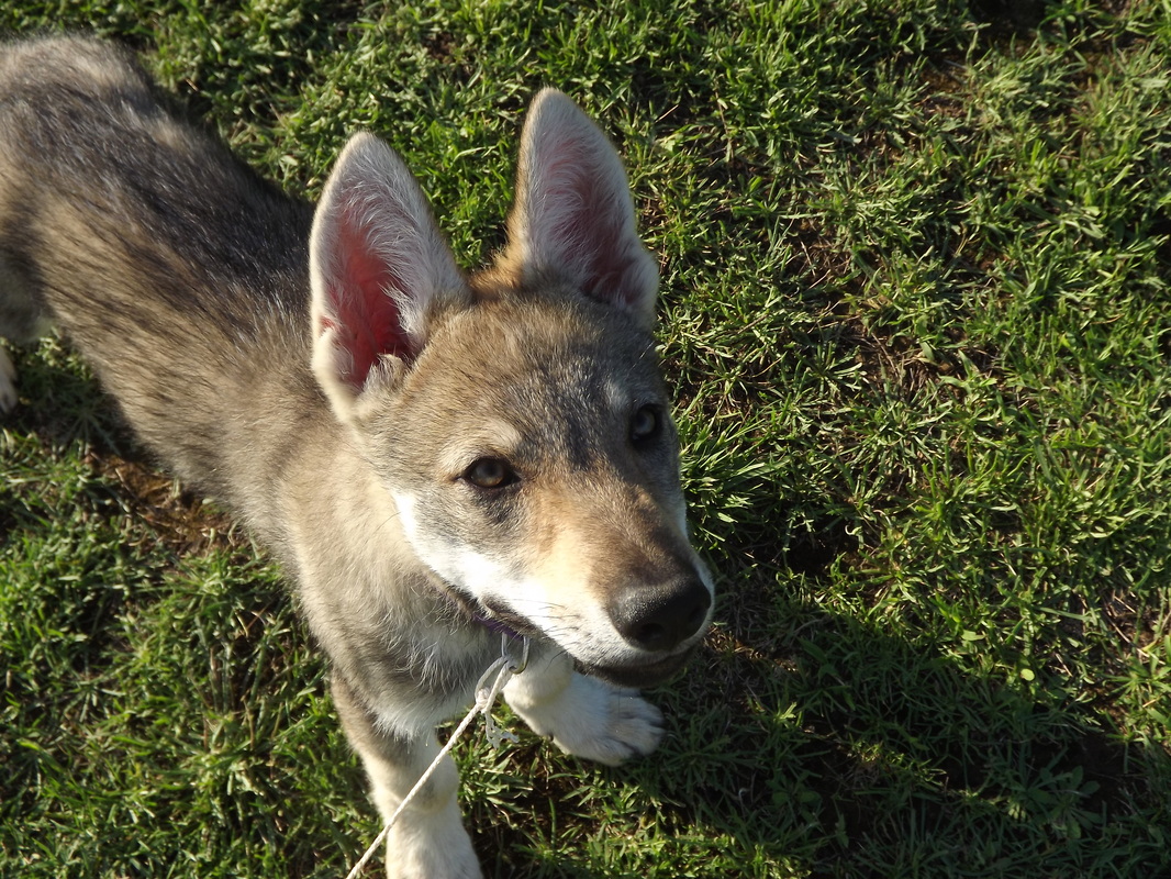 Perro Lobo Checo. Perro Lobo Checo.