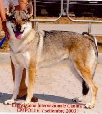 Perro Lobo Checo. Ajsa Ze Souckova Dvora.