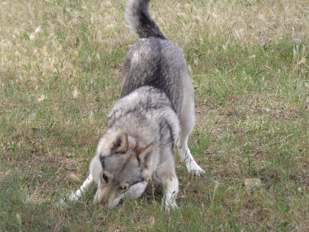 Perro Lobo Checo. Perro Lobo Checo.