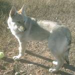 Perro Lobo Checo. Cosmo Daniel Elite Irina.